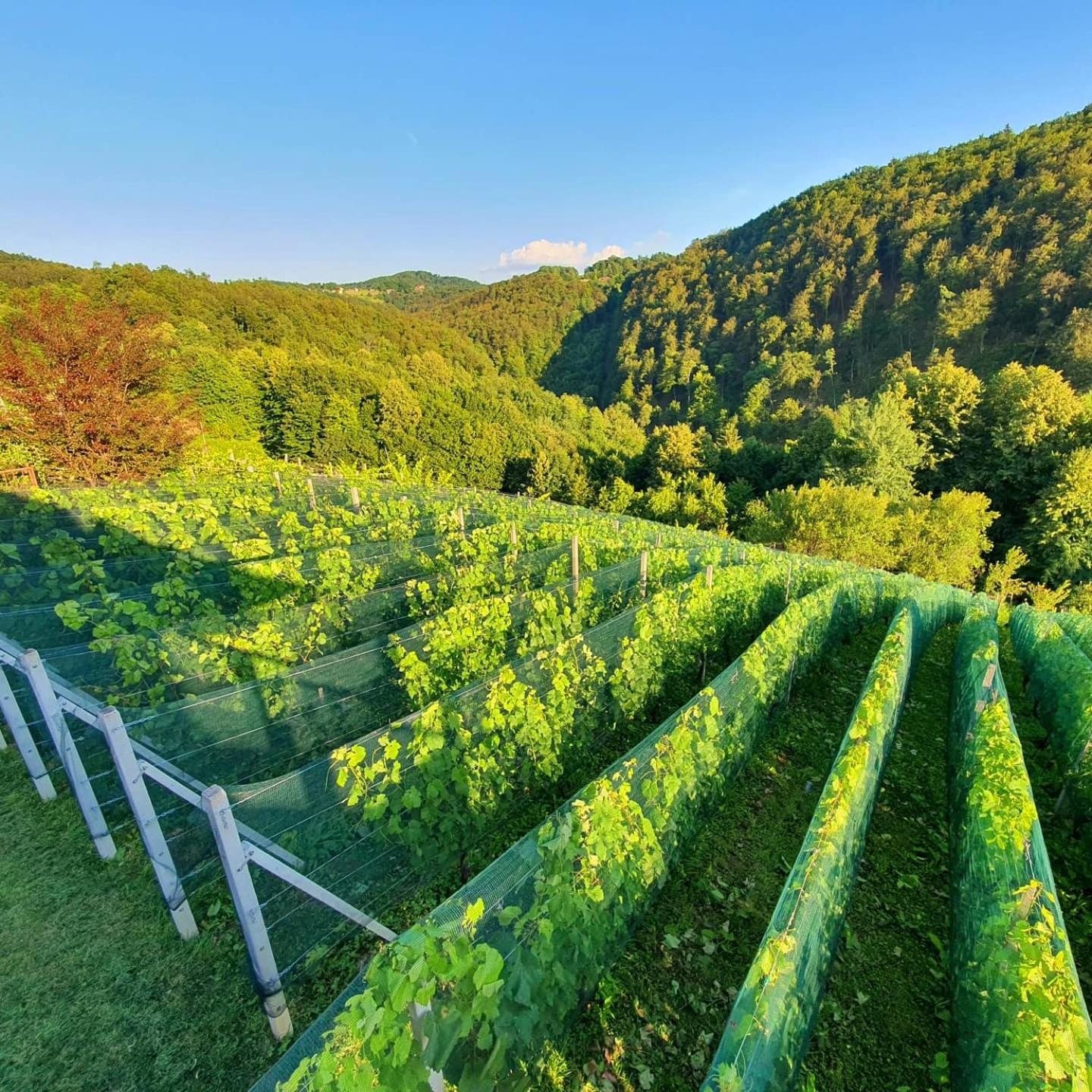 Vineyard cottage Matej Trebnje Esterno foto